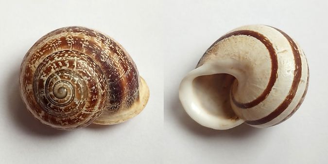 Eobania vermiculata  - Oriol Cabrero