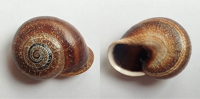 Otala punctata  - Oriol Cabrero