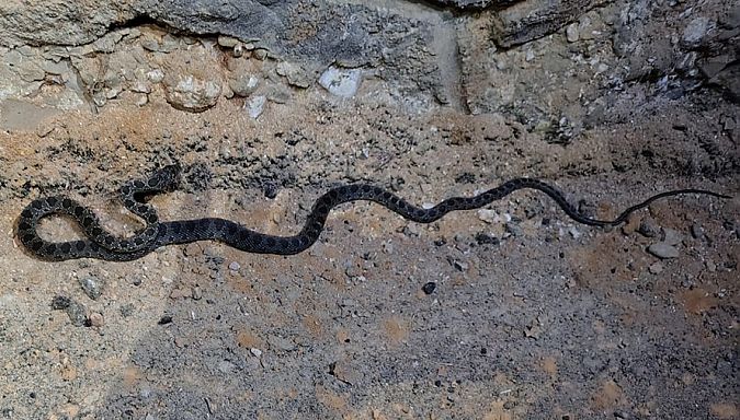 Serp de ferradura  - Josep Ignasi Tejedor Boned
