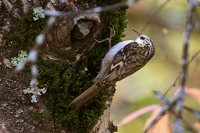 Raspinell pirinenc  - Thomas Kuppel