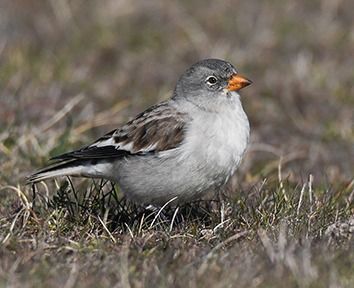 Pardal d'ala blanca  - Ferran Riba Pijuan
