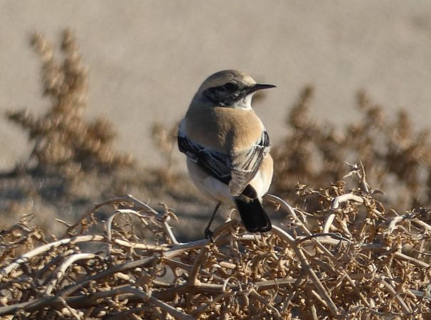 Còlit del desert  - Medi Ambient Ajelprat