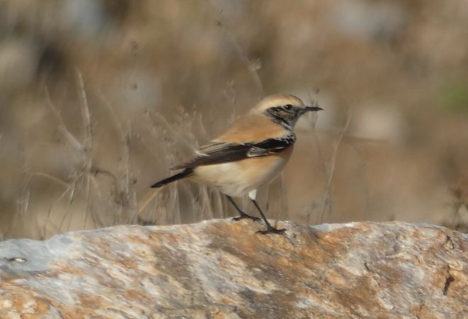 Còlit del desert  - Medi Ambient Ajelprat