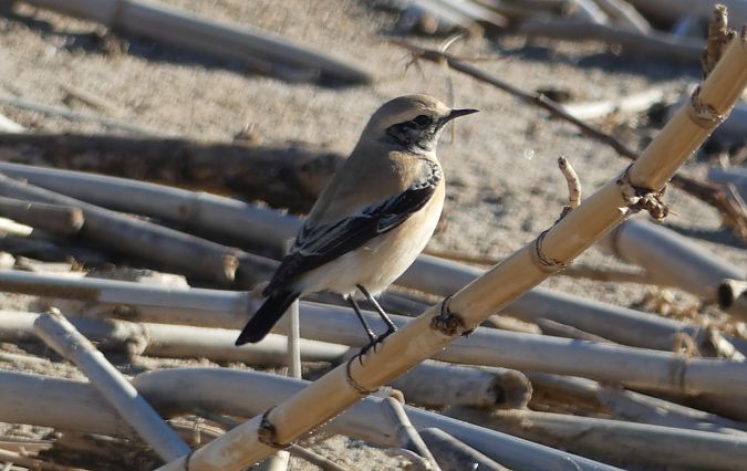 Còlit del desert  - Medi Ambient Ajelprat