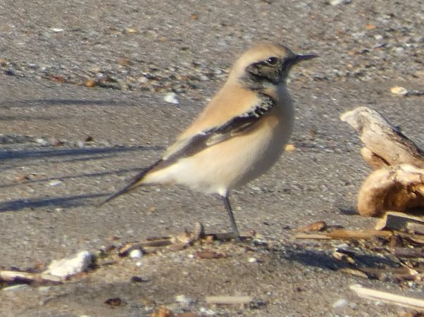 Còlit del desert  - Medi Ambient Ajelprat