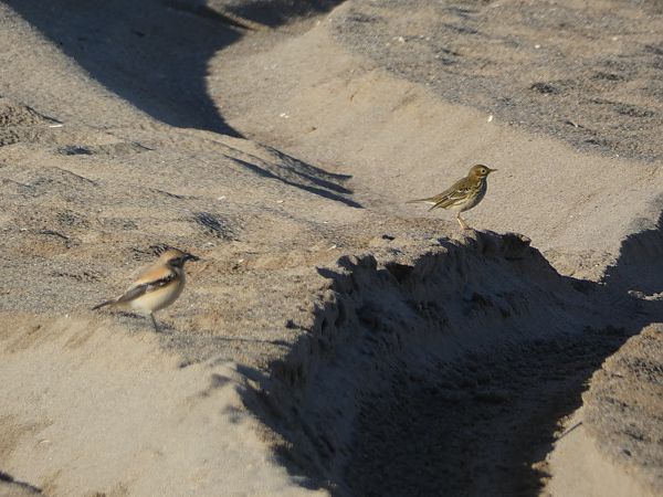 Còlit del desert  - Medi Ambient Ajelprat