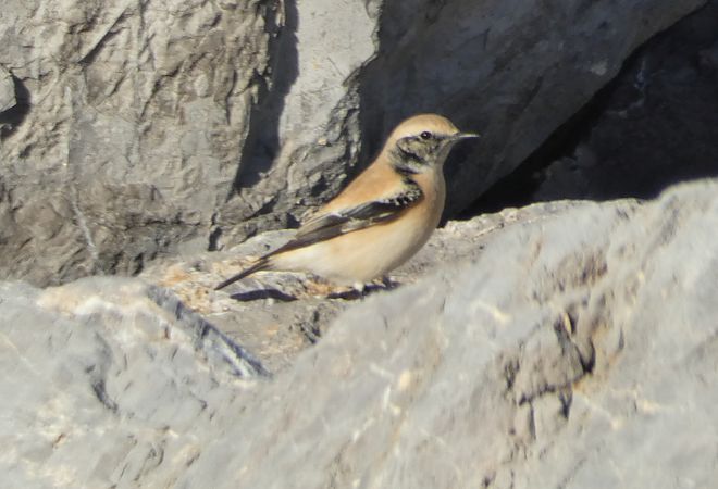 Còlit del desert  - Medi Ambient Ajelprat