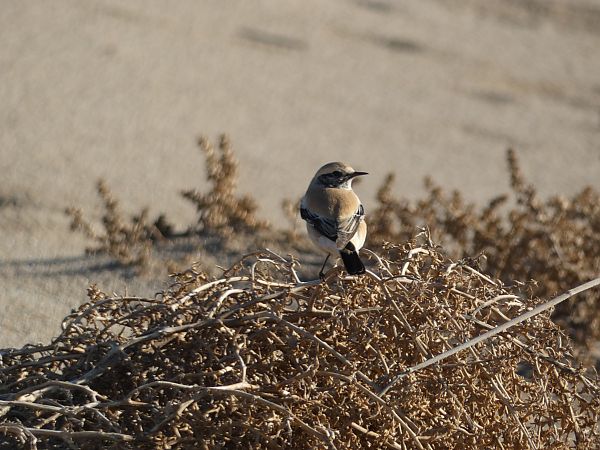 Còlit del desert  - Medi Ambient Ajelprat