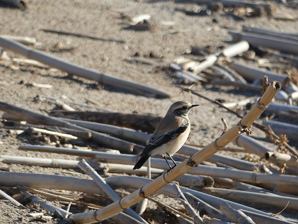 Còlit del desert  - Medi Ambient Ajelprat