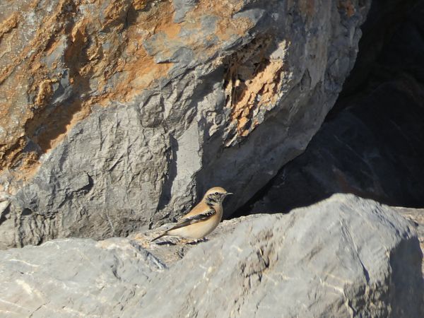 Còlit del desert  - Medi Ambient Ajelprat