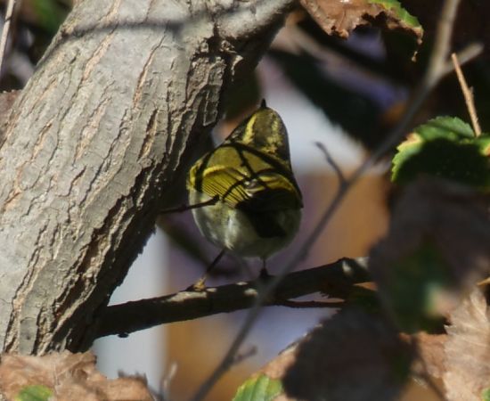 Mosquiter reietó  - Medi Ambient Ajelprat