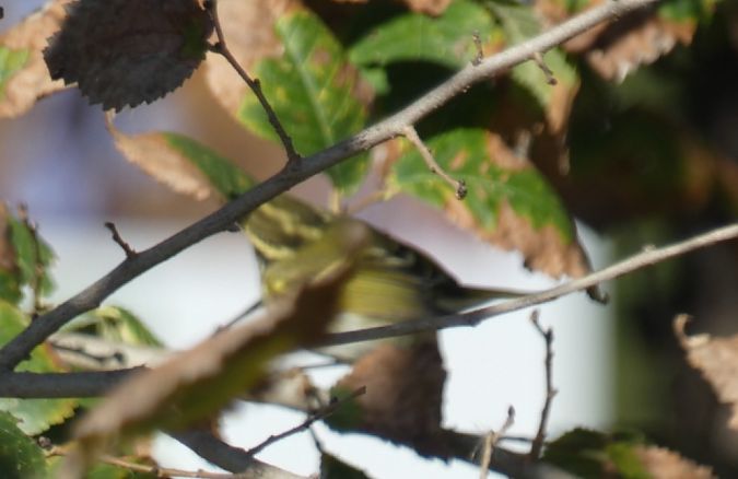 Mosquiter reietó  - Medi Ambient Ajelprat