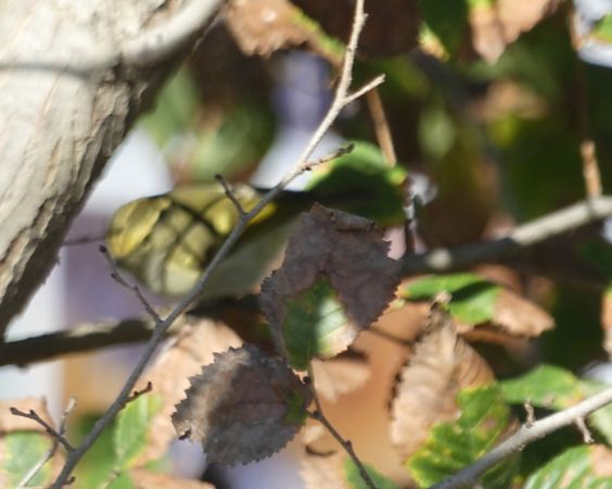 Mosquiter reietó  - Medi Ambient Ajelprat