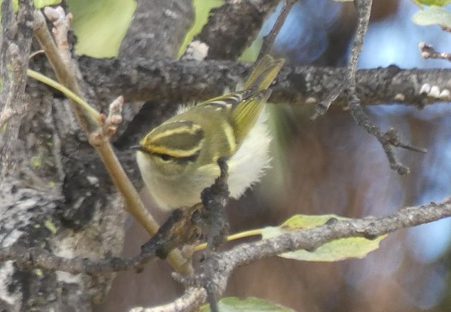 Mosquiter reietó  - Medi Ambient Ajelprat