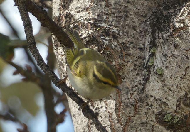 Mosquiter reietó  - Medi Ambient Ajelprat