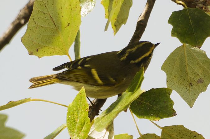 Mosquiter reietó  - Medi Ambient Ajelprat