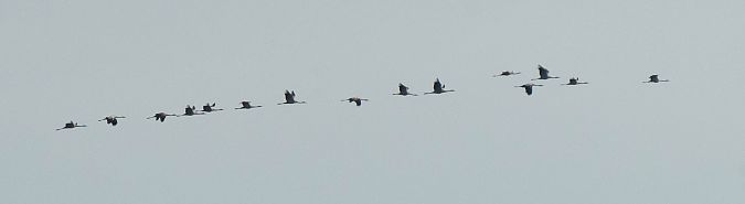 Grua  - Lluís Casilari