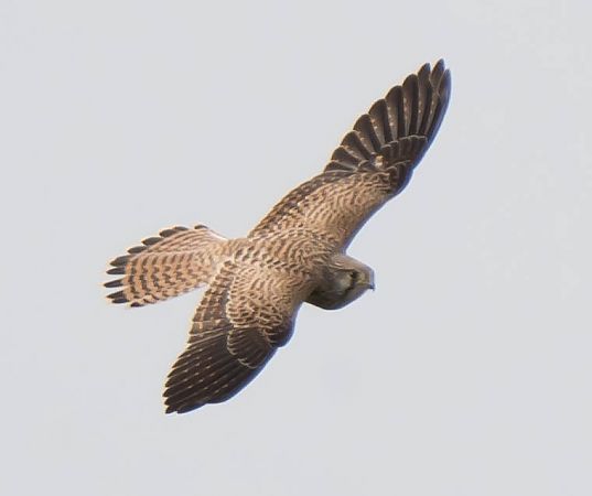 Xoriguer comú  - Lluís Casilari