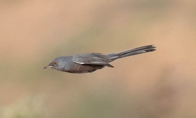 Tallareta cuallarga  - Lluís Casilari