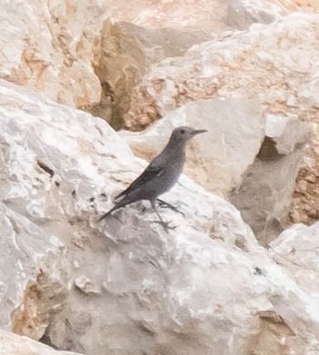 Merla blava  - Lluís Casilari