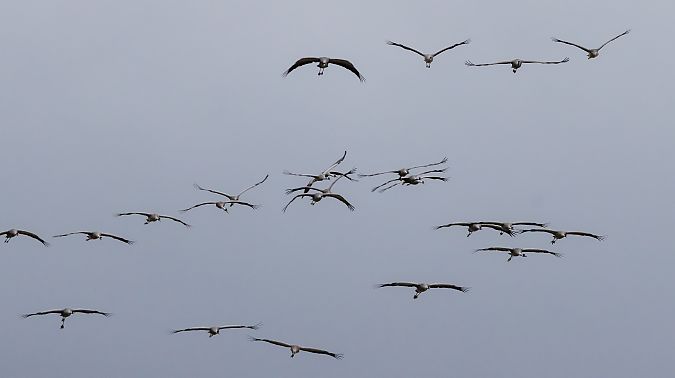 Grua  - Jordi Romaguera Güell
