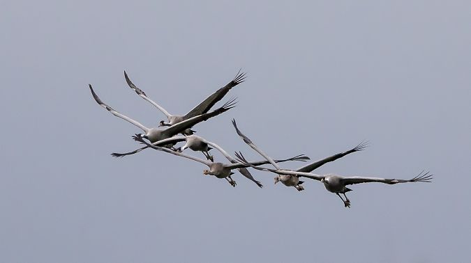 Grua  - Jordi Romaguera Güell