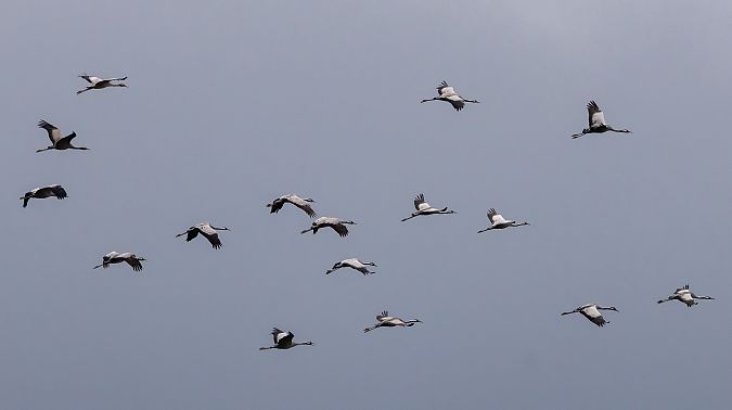 Grua  - Jordi Romaguera Güell