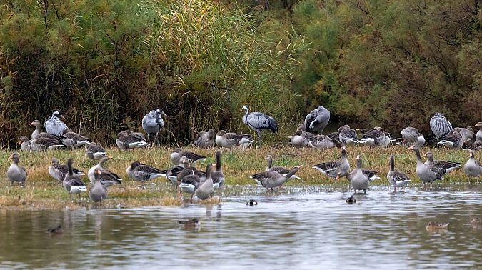 Grua  - Jordi Romaguera Güell