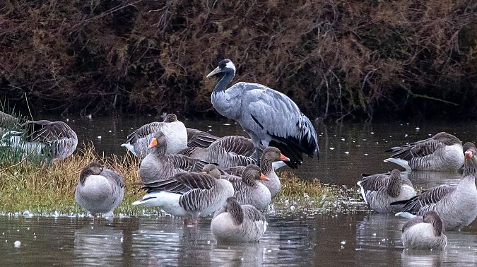 Grua  - Jordi Romaguera Güell