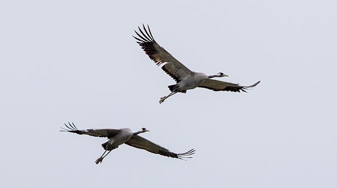 Grua  - Jordi Romaguera Güell