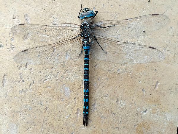 Espiadimonis tardorenc  - Raül Miralta Gamisans