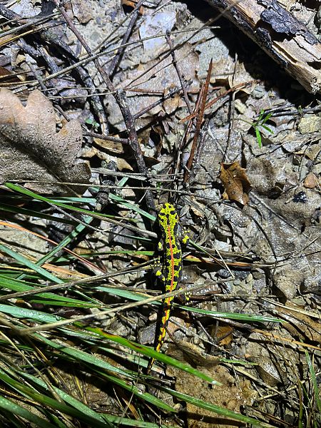 Tritó verd  - Joseph Grosse