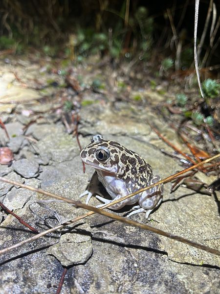 Gripau d'esperons  - Joseph Grosse