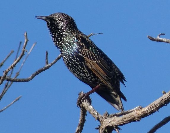 Estornell vulgar  - Josep Maria Solé Molins