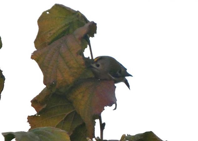 Reietó  - Josep Maria Solé Molins