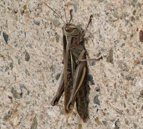 Llagost ploraner  - Josep Maria Solé Molins