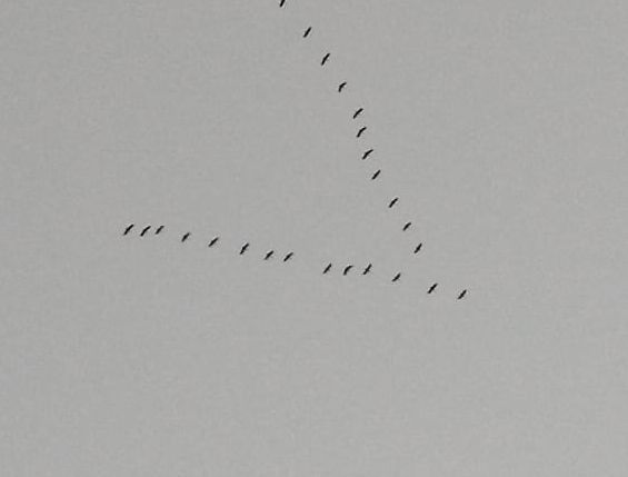 Grua  - Josep Maria Solé Molins