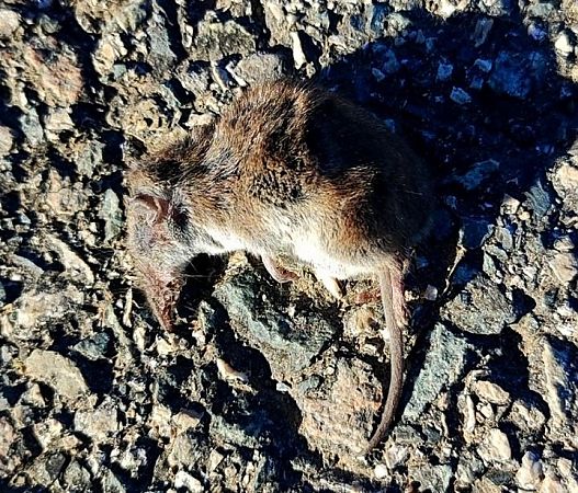 Musaranya comuna  - Josep Maria Solé Molins