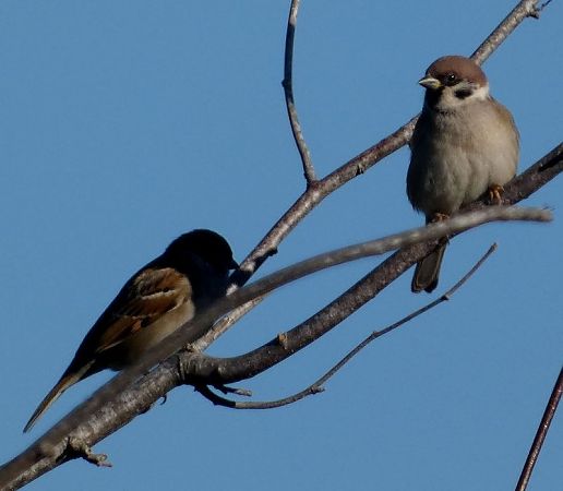 Pardal xarrec  - Josep Maria Solé Molins