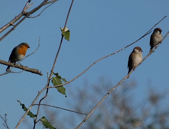 Pit-roig  - Josep Maria Solé Molins