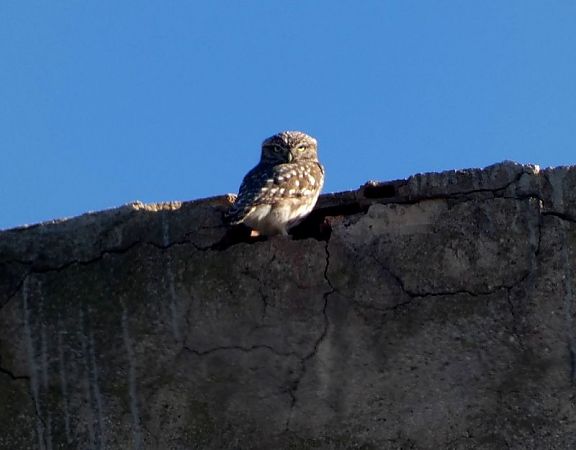 Mussol comú  - Josep Maria Solé Molins