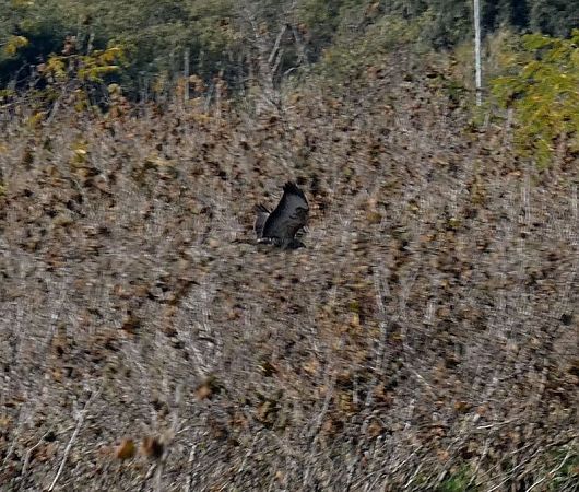 Aligot comú  - Josep Maria Solé Molins