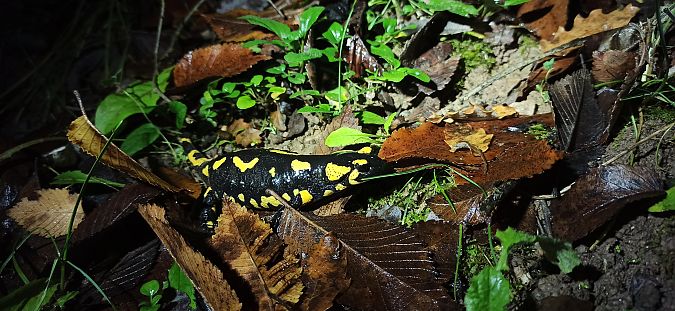 Salamandra comuna  - Juan Lorente Rejano