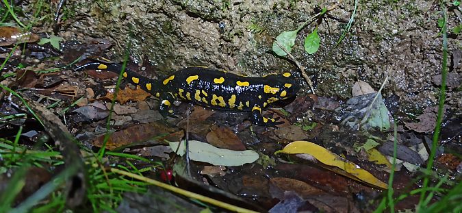 Salamandra comuna  - Juan Lorente Rejano