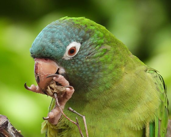 Aratinga de cap blau  - Paco Torres