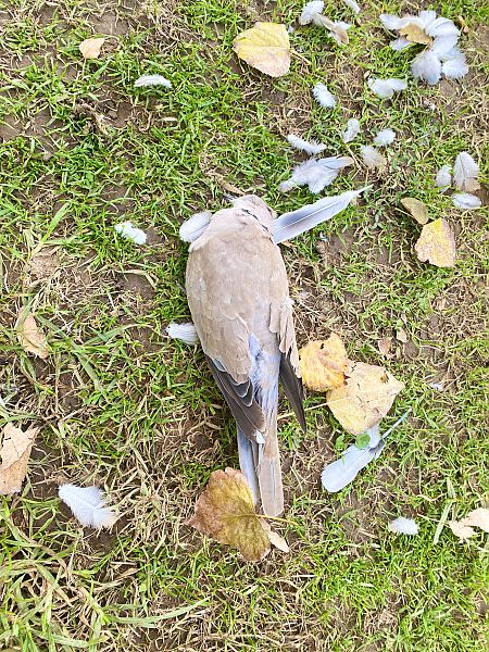 Tórtora turca  - Paco Torres