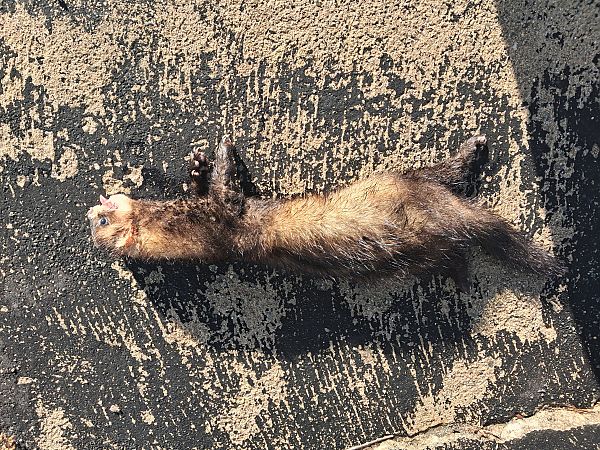 Turó europeu  - Enric Badosa