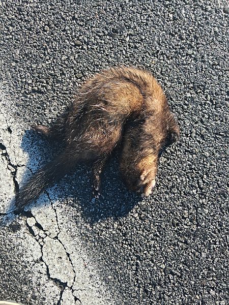 Turó europeu  - Enric Badosa