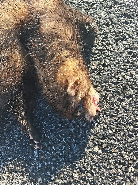 Turó europeu  - Enric Badosa