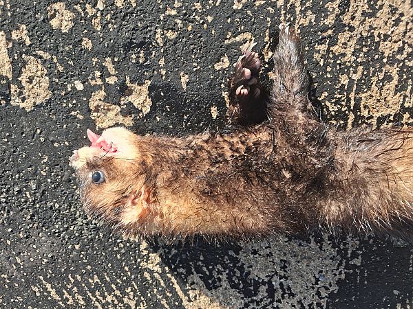 Turó europeu  - Enric Badosa